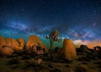Joshua Tree Wallpaper