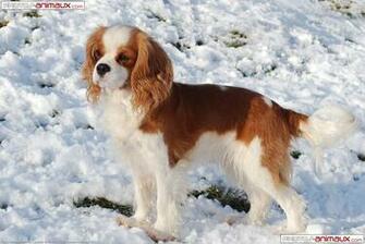 Fond D Cran Gratuit De Chiens Cavalier King Charles Spaniel