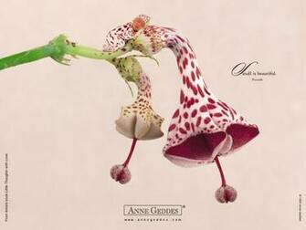 Anne Geddes Valentines Wallpaper Childrens
