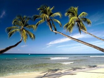 Caribbean Beach Wallpaper The Image