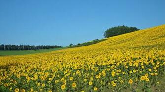 Field Open Under Sky1920 Desktop Wallpaper Wallcoo