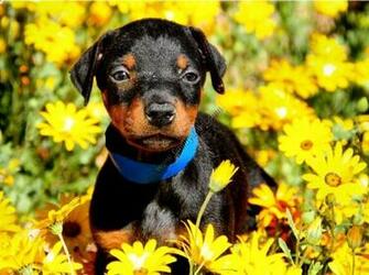 Doberman Pinscher Pimp Your Gadgets