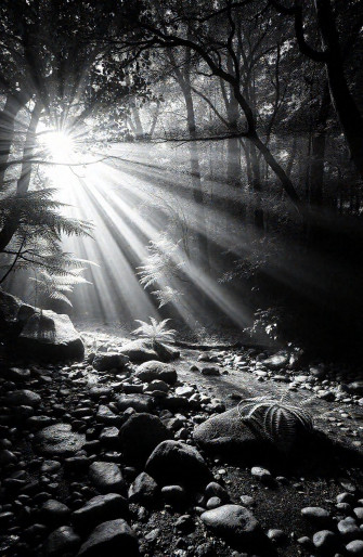Black And White Nature Wallpaper