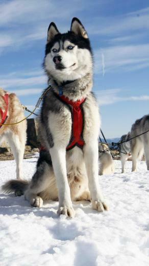 Husky Dog Alaska Snow iPhone Wallpaper