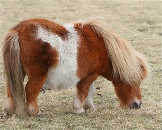 Wallpaper Horse Computer Screensavers And