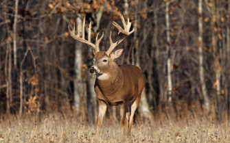 Deer Hunting Wallpaper Desktop