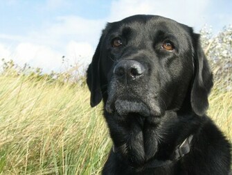 HD Wallpaper Black Lab Puppy X Kb Jpeg