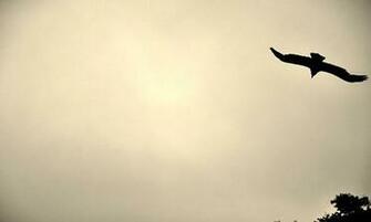 Vintage Like Scenery With A Beautiful Sight Of Bird Soaring