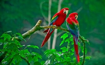 Pair Of Scarlet Macaws Widescreen Wallpaper