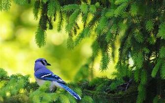 Blue Jay Bird Birds Desktop Wallpaper