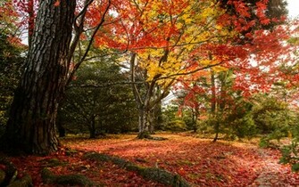 Fall Colors Desktop Wallpaper In HD