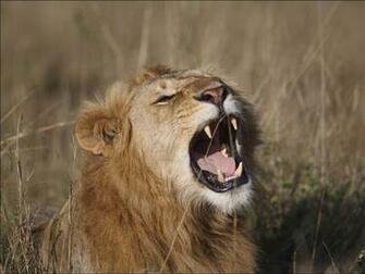 Wallpaper Lion Roaring
