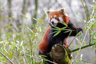 En Bambusgrasroter Panda Wallpaper