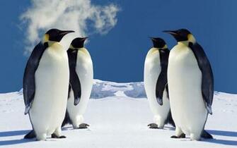 Penguin Wallpaper And Background For Your Computer Desktop