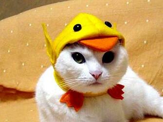 White Funny Cat Wallpaper In Duck Costume HD