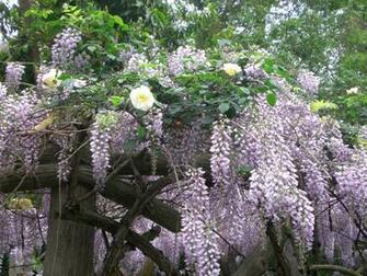 White Wisteria Wallpaper Roses