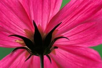 Flower Close Ups Cool Wallpaper X Y D Ng