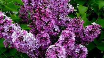 Die Gartenpflege Im Fr Hling Wissenswertes Und Praktische Tipps