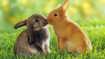 HD Animals Background