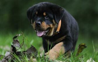 Rottweiler Wallpaper Pictures Image
