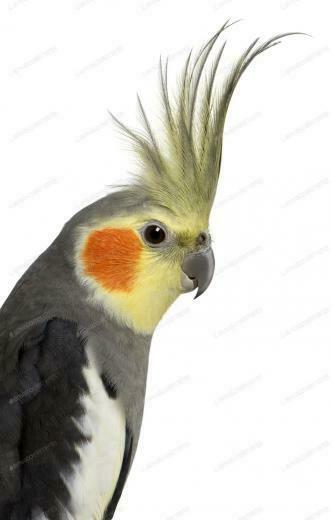 Cockatiel Nymphicus Hollandicus In Front Of White Background By