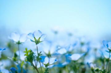 Blue Flower Pictures HD Image