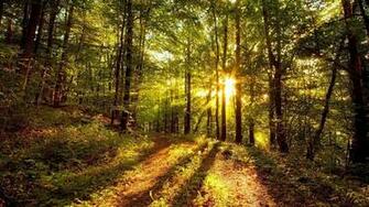 Nature Wallpaper Full HD