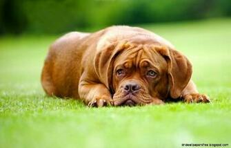 French Mastiff Wallpaper HD