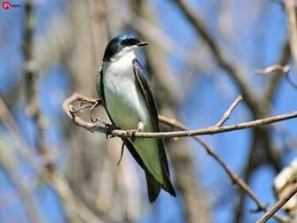 Swallow Wallpaper Modern FHDq Photos