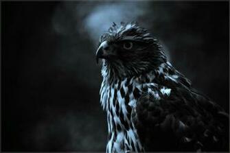 Painted Hawk Wallpaper By Pimart