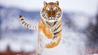 Winter Animal