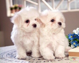 White Baby Dog Wallpaper