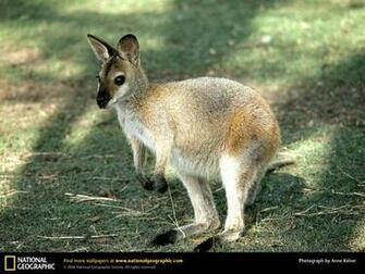 Australian Joey S Wallaby