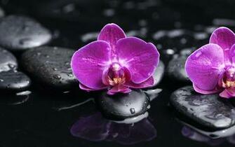 Drops Black Stones Flowers HD Wallpaper Ultra