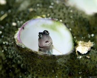 Goby Fish Saltwater Henry Ocean Life Deluxe