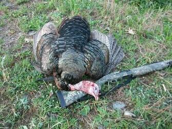 Turkey Hunting Wallpaper Two Day Youth Hunt