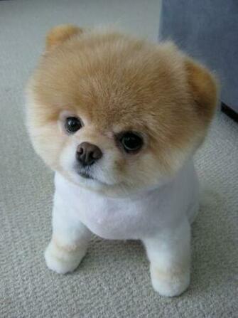 Top World Pic Boo Dog Cutest In The