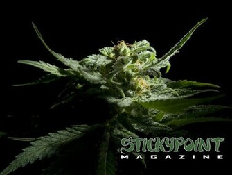 Cannabis Wallpaper Stickypoint Magazine