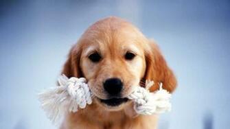 Cute HD Dachshund Puppies Wallpaper HDwallwide