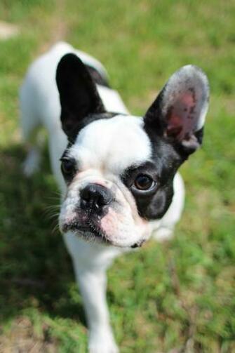 French Bulldog Image Crazy Gallery