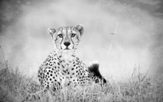 Black Cheetah Wallpaper
