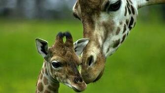 Giraffe Achtergronden Dieren HD Wallpaper Foto Jpg