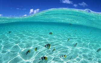 Water Fish Swimming HD Wallpaper 3d Desktop