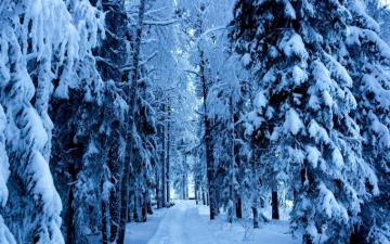 Snow Forest Wallpaper Desktop On
