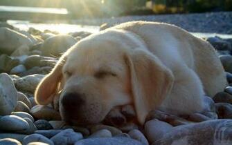 Sleep Labrador Wallpaper And Image