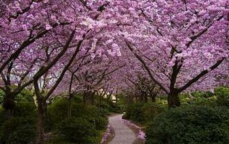 Beautiful Spring Computer Wallpaper