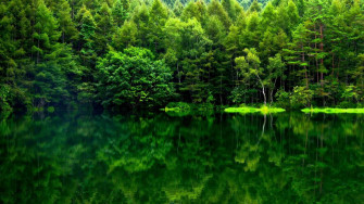 Forest Wallpaper