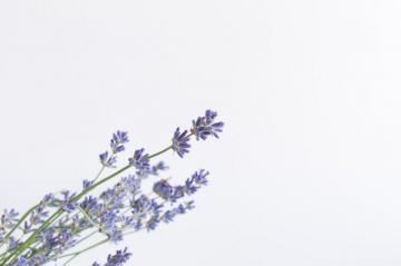 Lavender Pictures Image