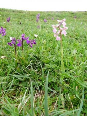 I Love Arnside Silverdale Gait Barrows And The Lots