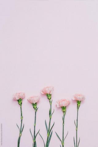 Five Pink Carnation Flowers Over Background By Marc Bordons
